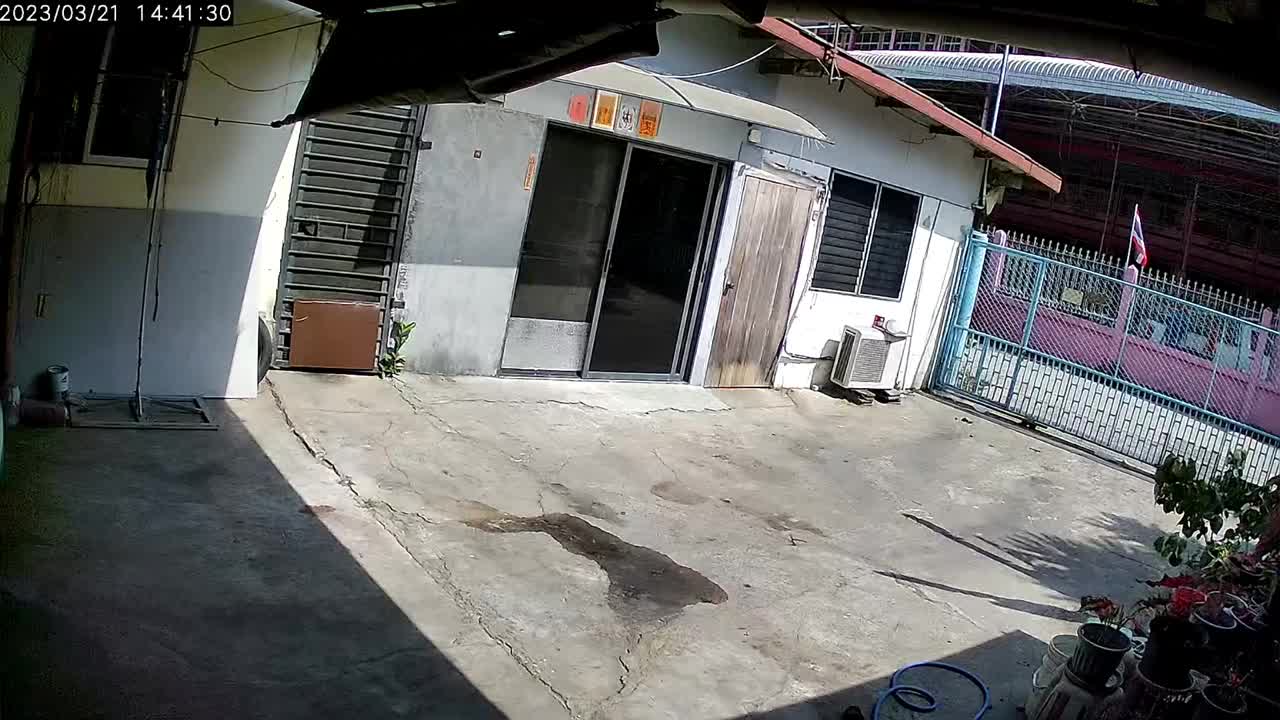Video - Clip: Bị chó nhà rượt đuổi, thằn lằn bỏ chạy bạt mạng để thoát thân