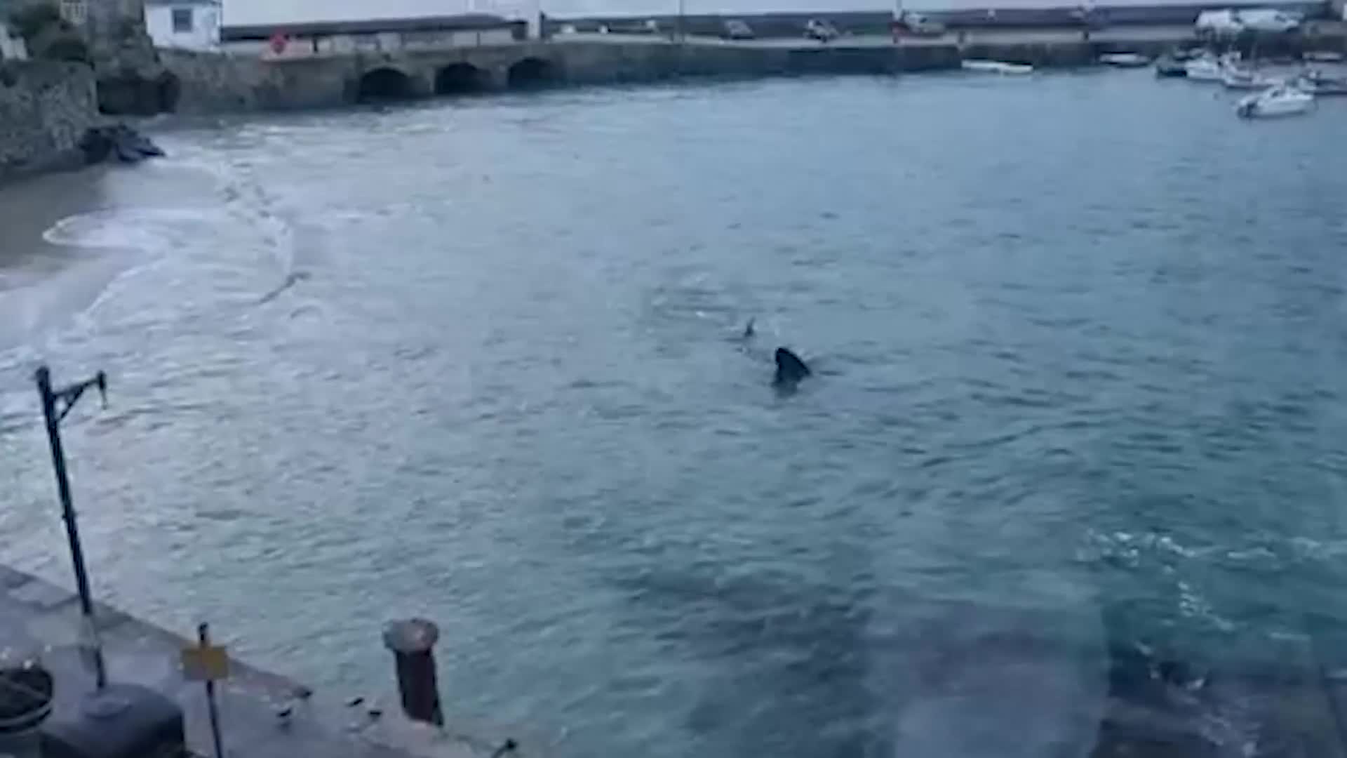Video - Clip: Du khách phát hiện cá mập 'khủng' bơi quanh bến cảng