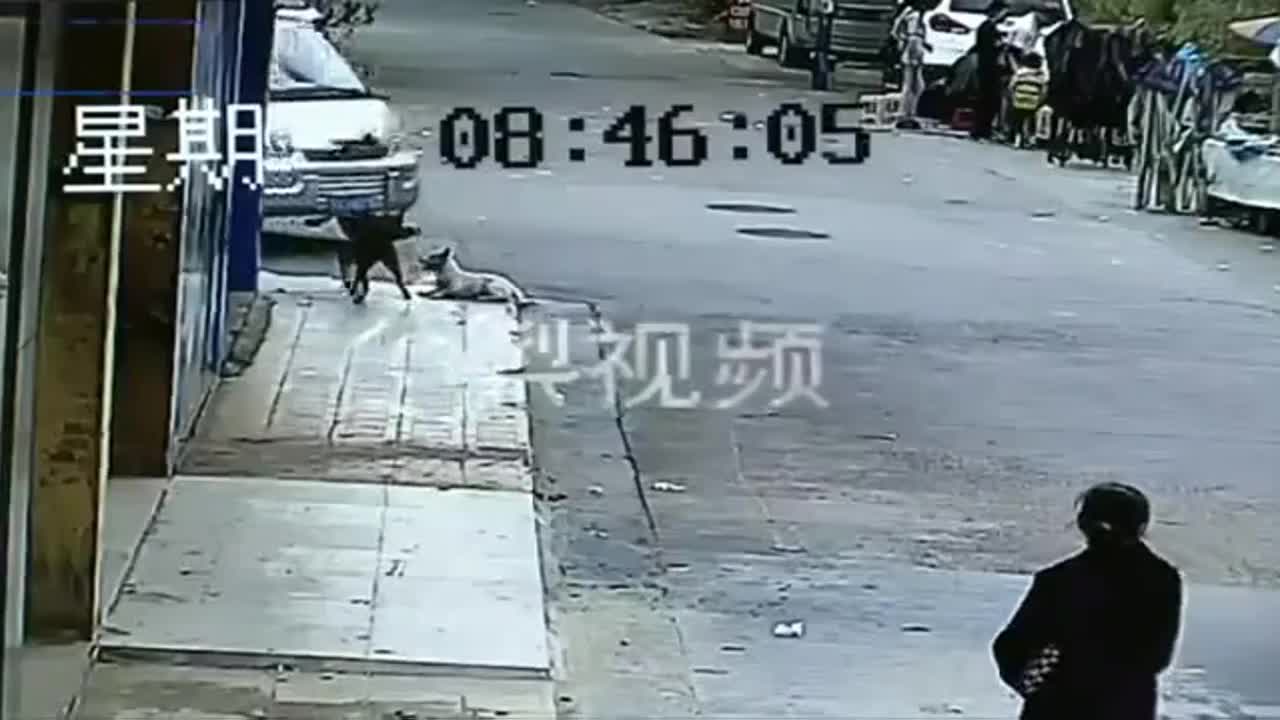 Video - Clip: Cẩu tặc dùng ô tô trộm chó nhanh như chớp trên phố