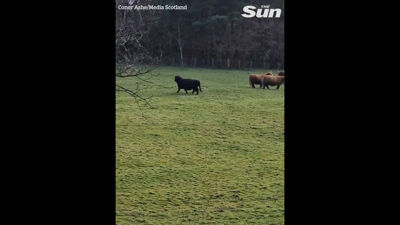 Video - Clip: Dại dột tấn công bò, chó dữ bị húc bay lên không trung