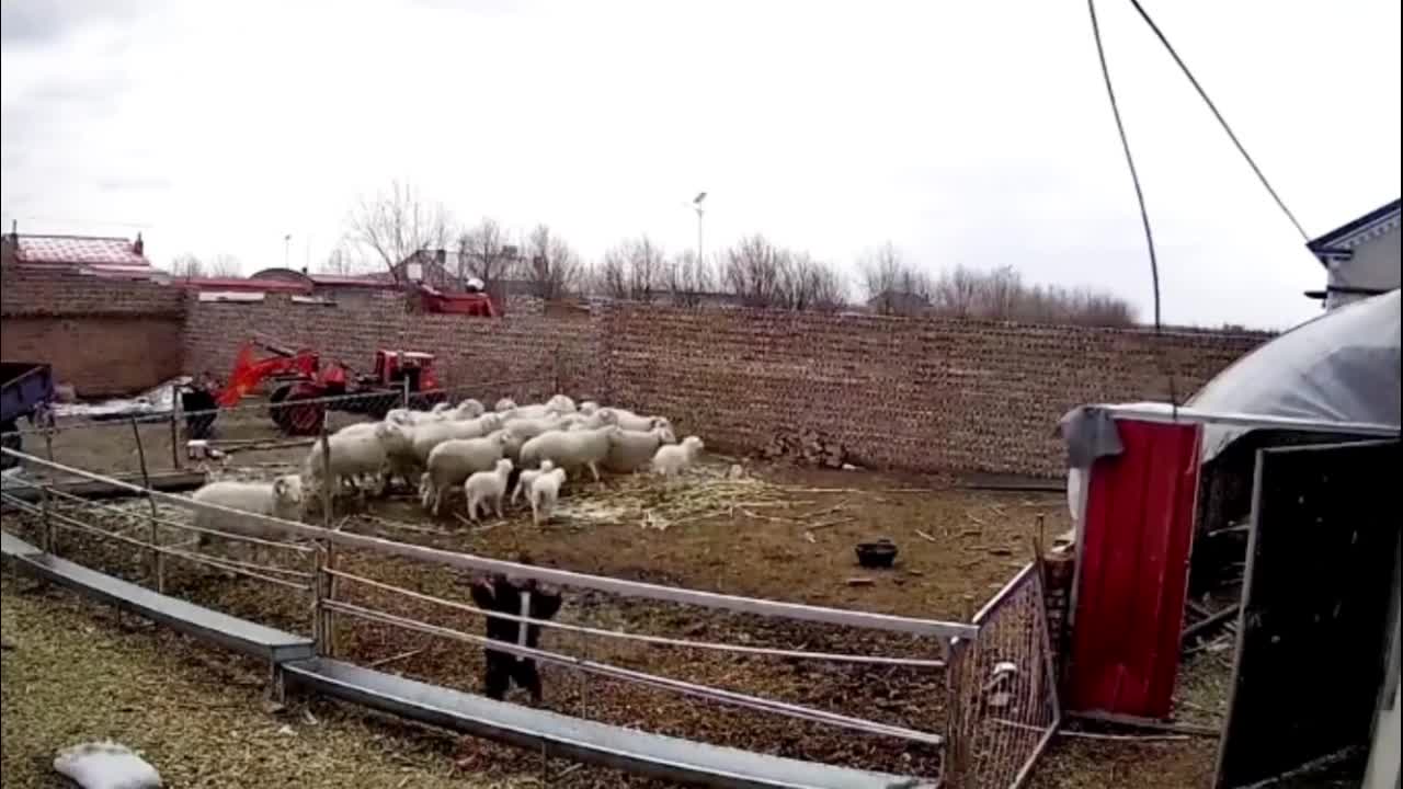 Video - Clip: Kinh hoàng cảnh cừu 'nổi điên' lao tới tấn công bé trai 4 tuổi