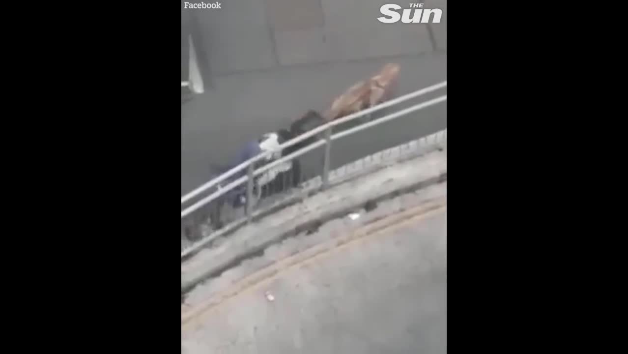 Video - Clip: Nam thanh niên bị chó dữ tấn công kinh hoàng trên phố và cái kết