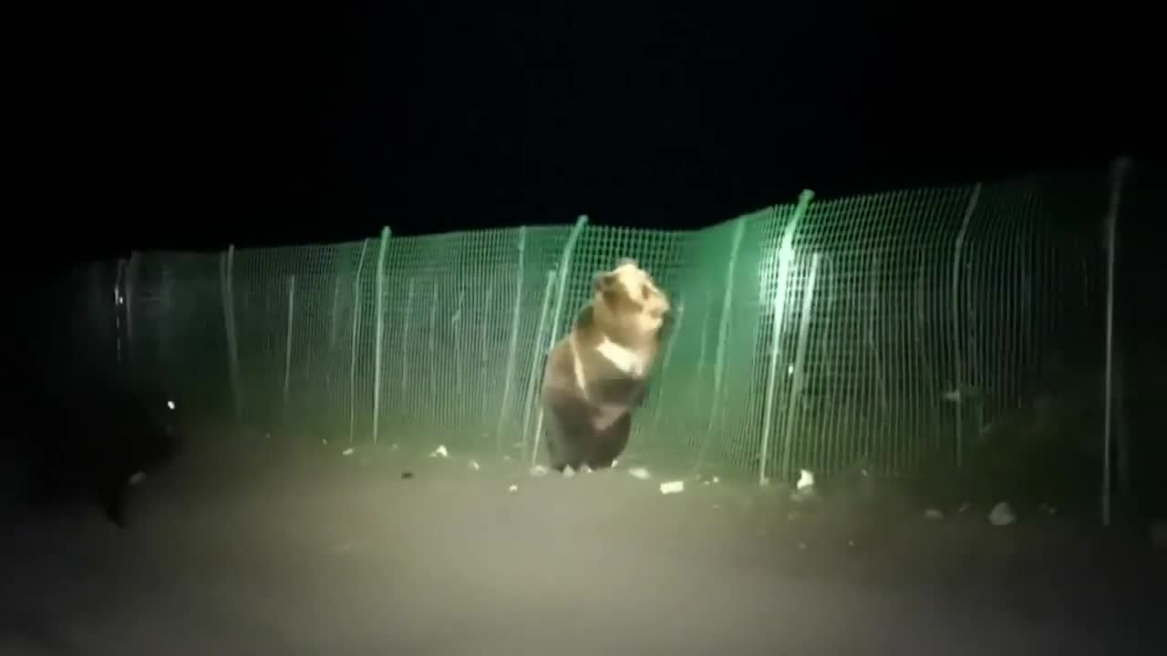Video - Clip: Bị đàn chó truy đuổi, gấu nâu sợ hãi leo qua hàng rào thoát thân