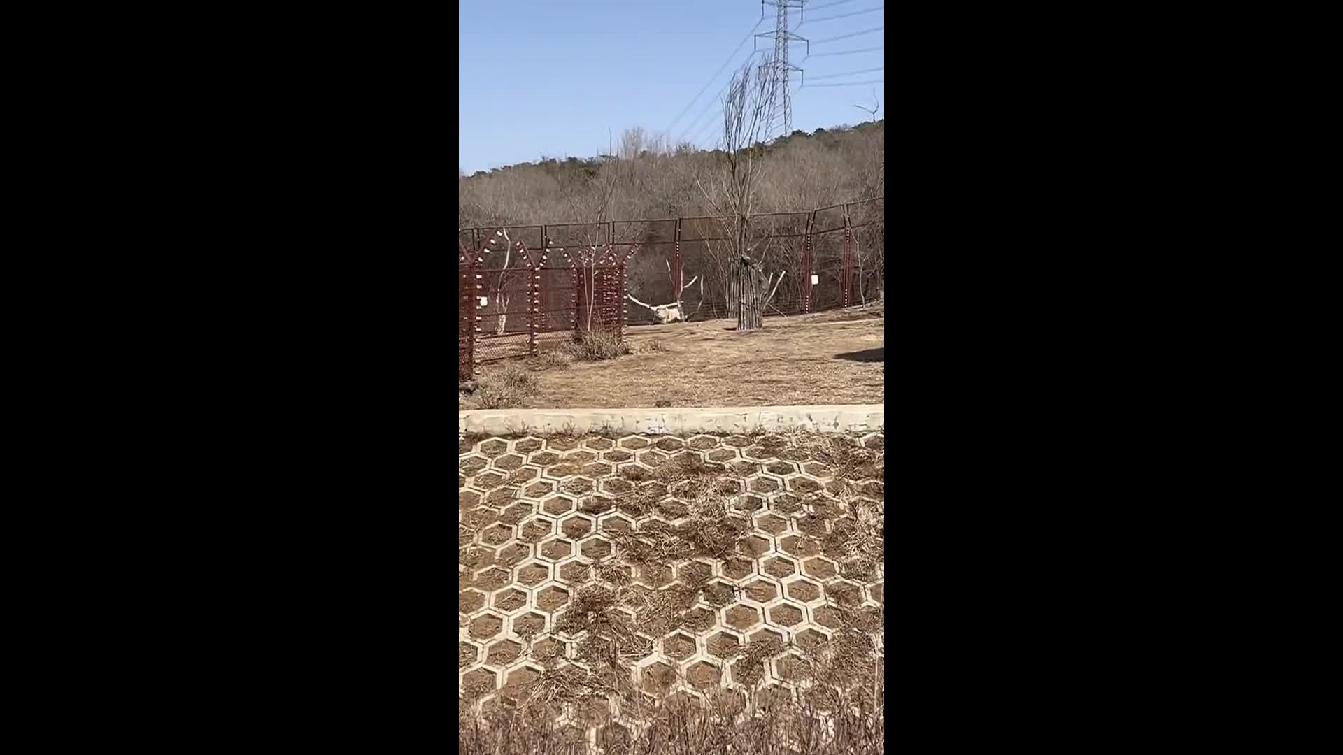 Video - Clip: Chim lớn đi nhầm vào chuồng sư tử và cái kết bất ngờ