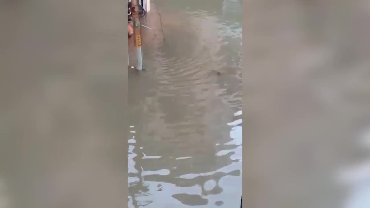 Video - Clip: Cá sấu nhẹ nhàng tiếp cận, tấn công chó ngay trên phố