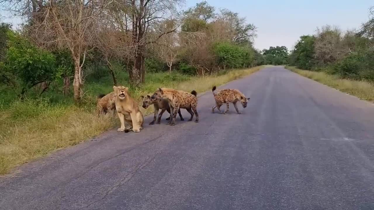 Video - Clip: Bị đàn linh cẩu lao tới cắn xé, sư tử có hành động khó tin