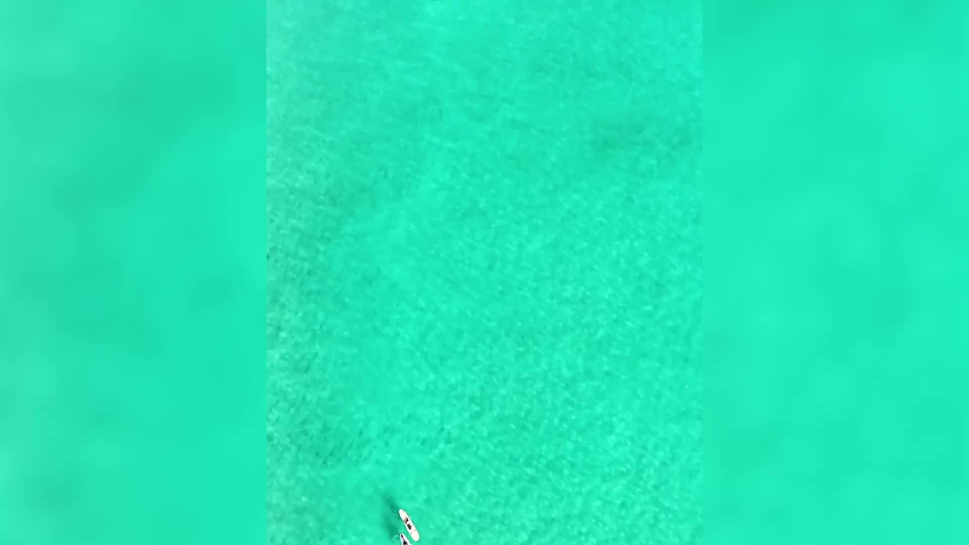 Video - Clip: Cá mập khổng lồ bơi gần những người lướt sóng và cái kết bất ngờ