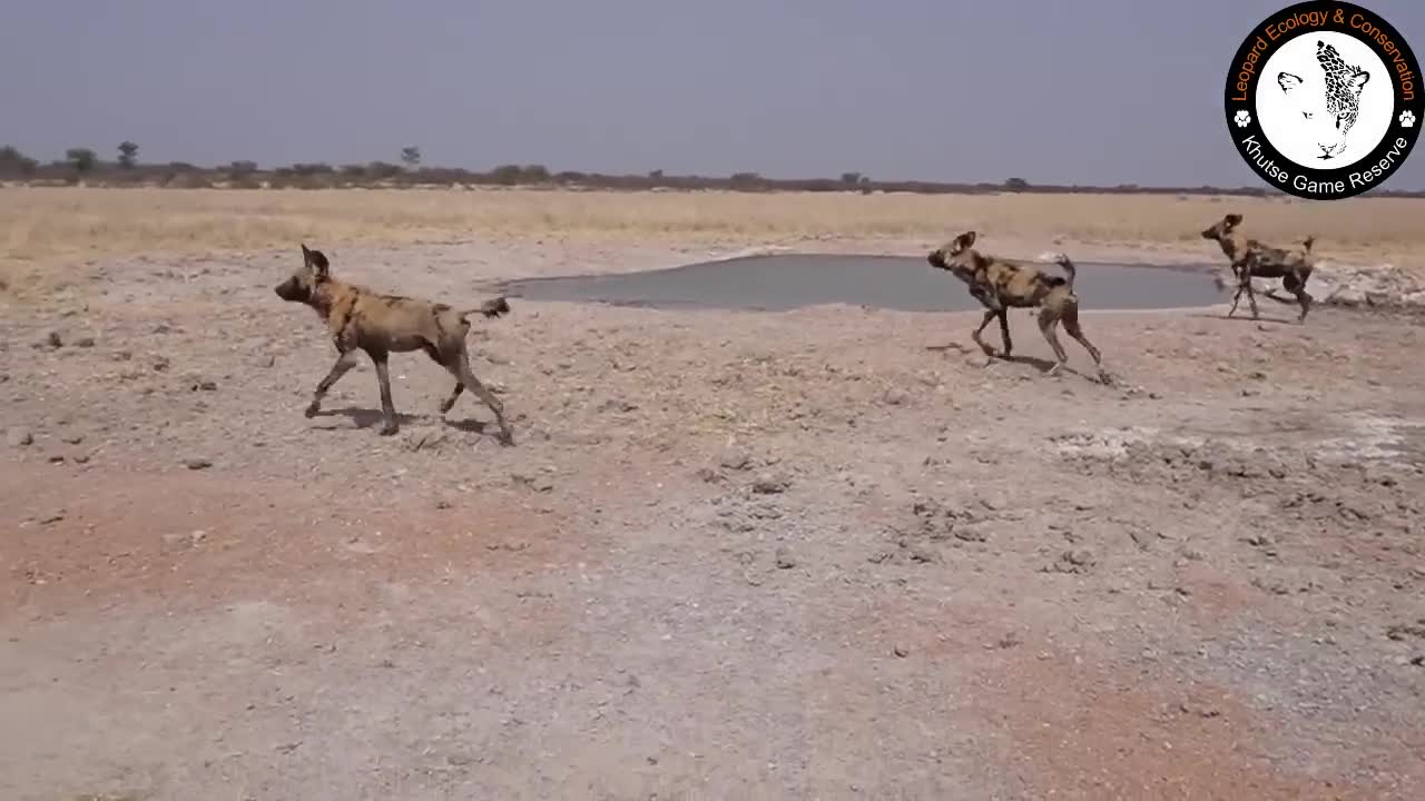 Video - Clip: Sư tử bị đàn chó hoang 'đánh hội đồng' và cái kết
