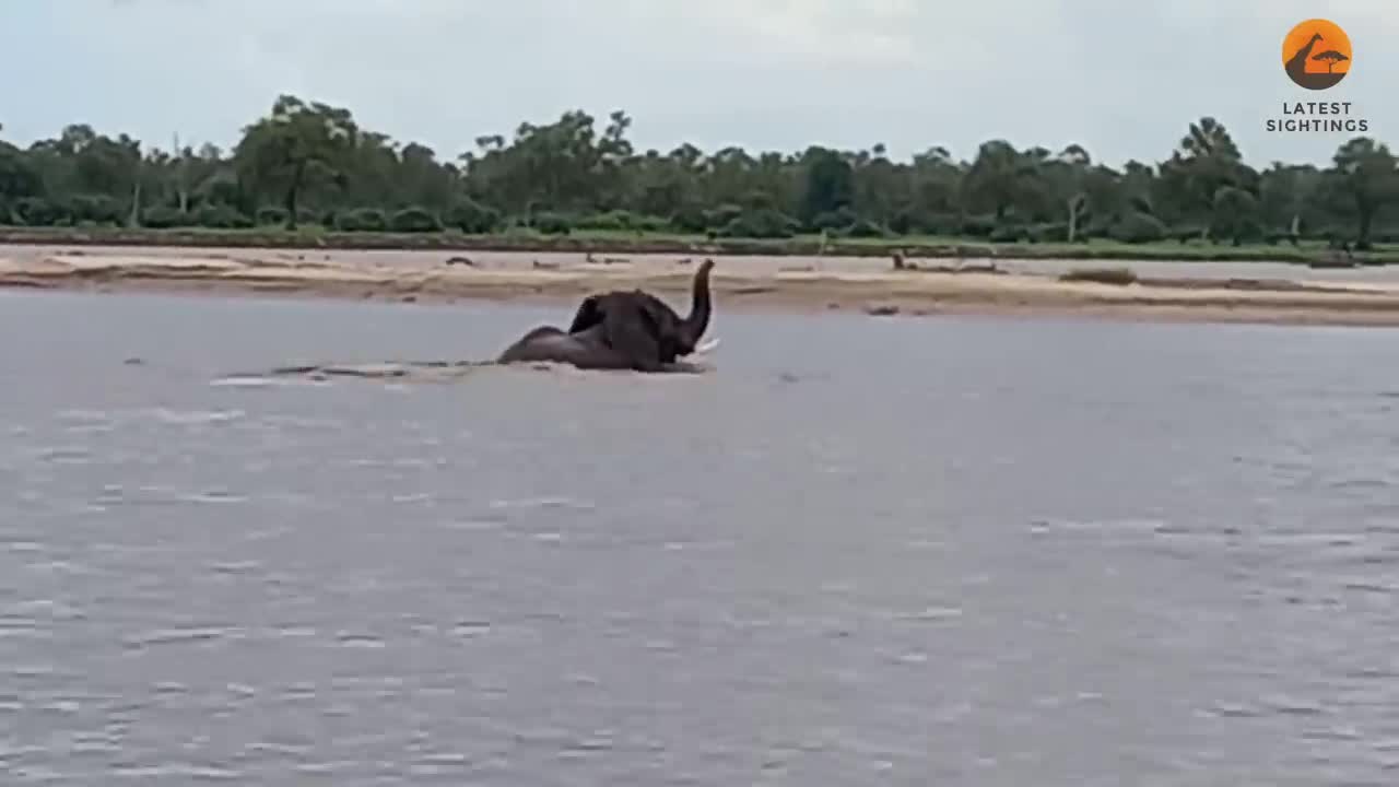 Video - Clip: Cá sấu cắn đuôi, tấn công voi rừng trên sông và cái kết bất ngờ