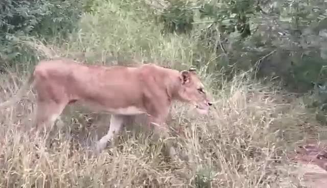 Video - Clip: Bị truy sát, hươu cao cổ 'tung cước' đá bay sư tử