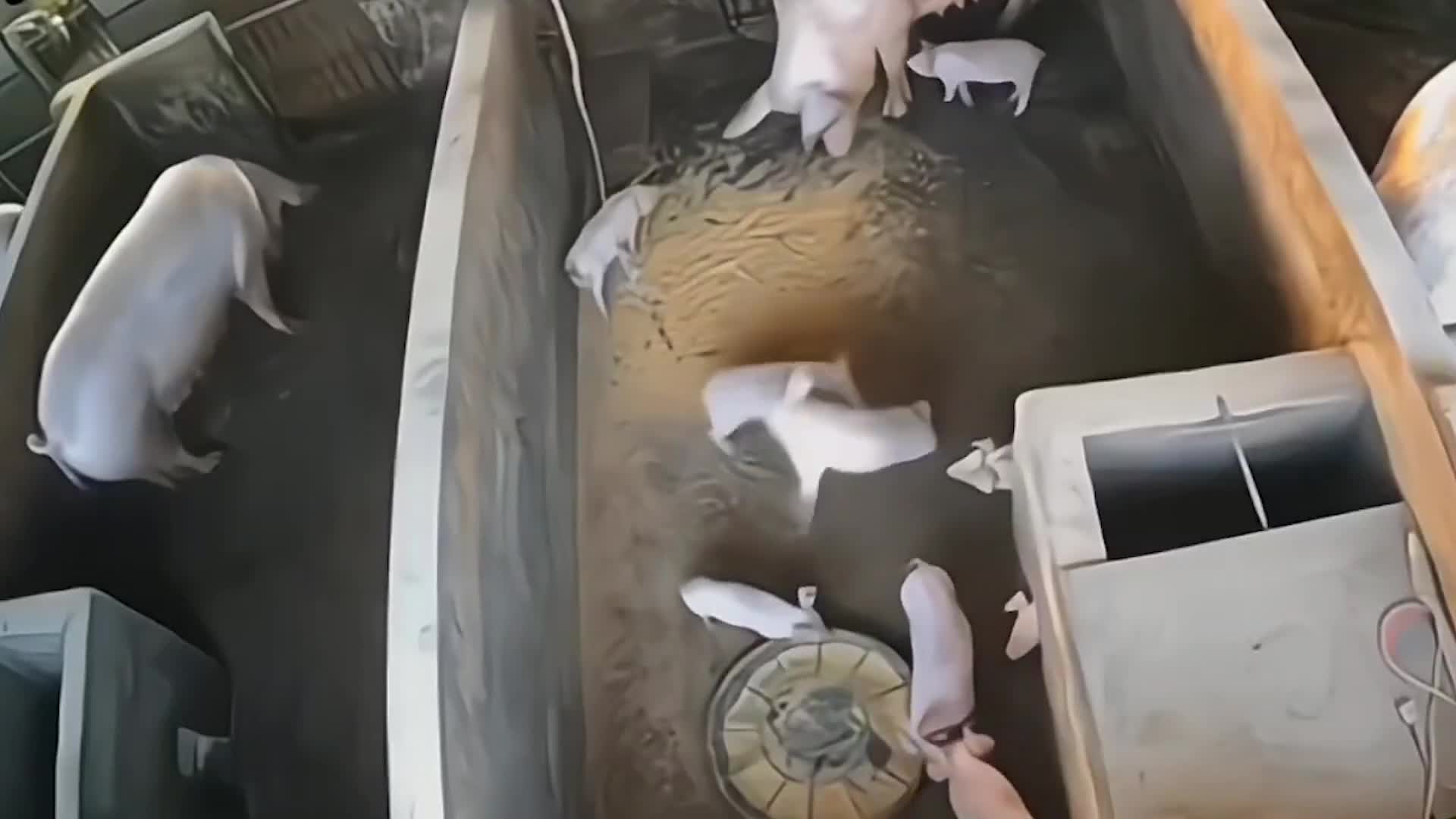 Video - Clip: Bị giẫm trúng đồ ăn, lợn mẹ bực tức ném con sang chuồng bên cạnh