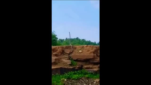 Video - Clip: Kinh ngạc cảnh rắn hổ mang chúa khổng lồ 'đứng thẳng' như người