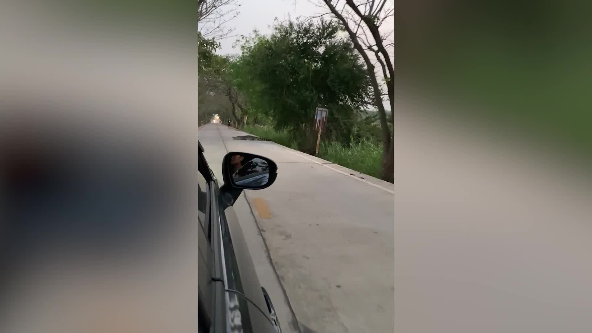 Video - Clip: Tài xế kinh hoàng phát hiện cá sấu nằm ngủ trên đường