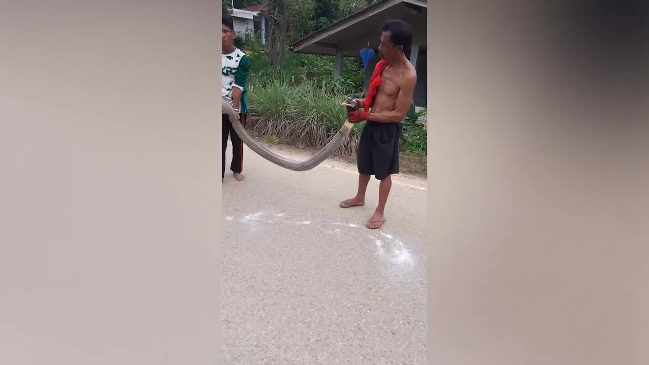 Video - Clip: Người dân dùng tay không tóm gọn rắn hổ mang chúa khổng lồ