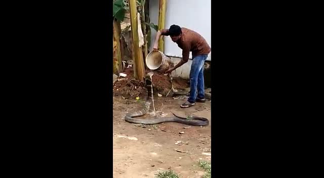Video - Clip: Sốc cảnh người đàn ông tắm cho rắn hổ mang chúa 'khổng lồ'
