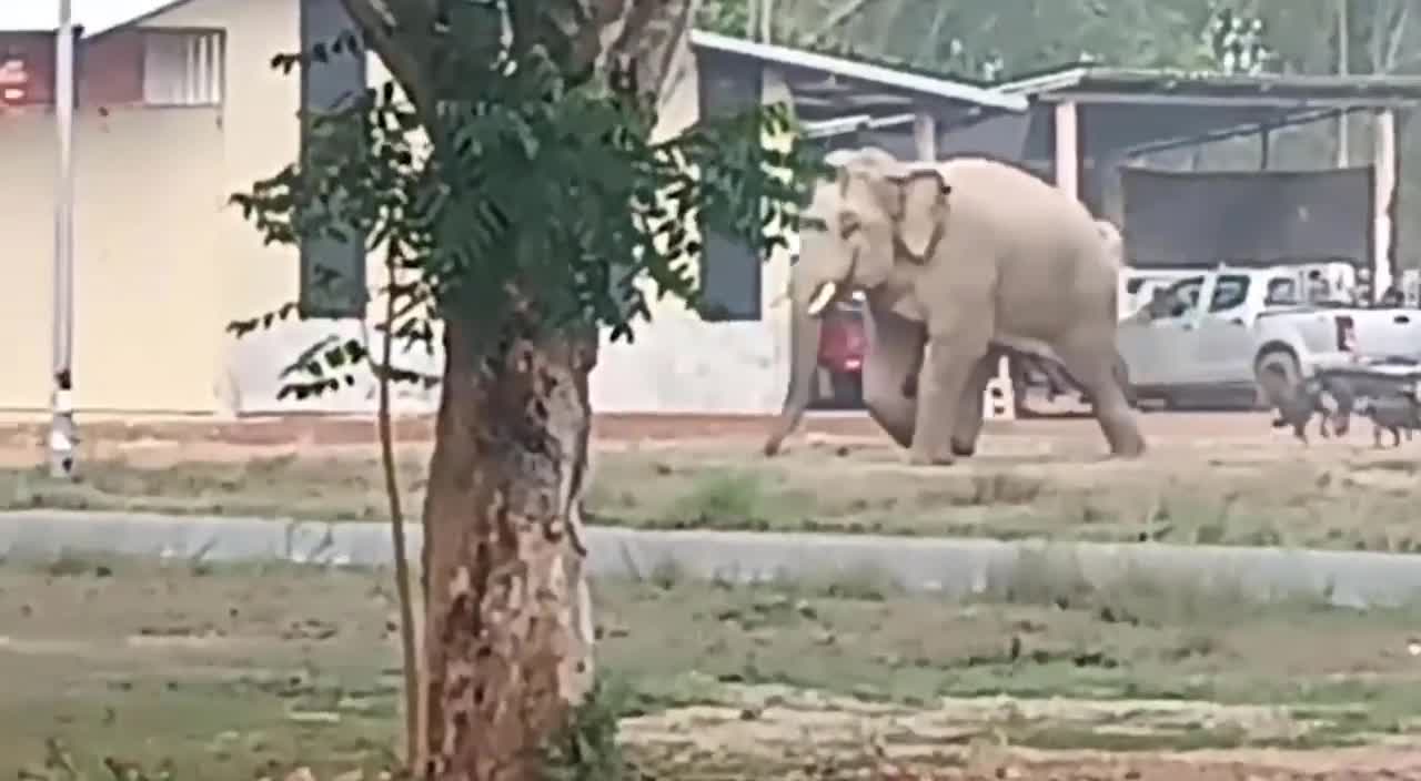 Video - Clip: Bị đàn chó truy đuổi, voi rừng sợ hãi bỏ chạy trối chết