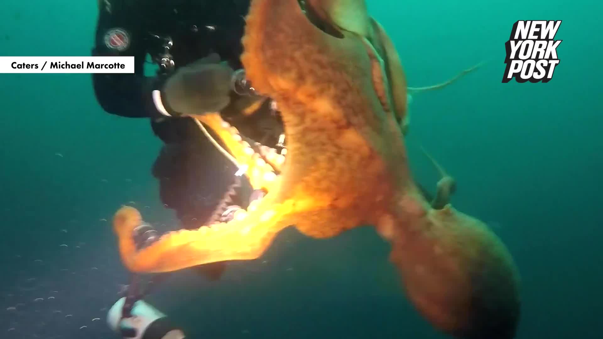 Video - Clip: Bạch tuộc siết cổ thợ lặn ở độ sâu 12 m dưới nước