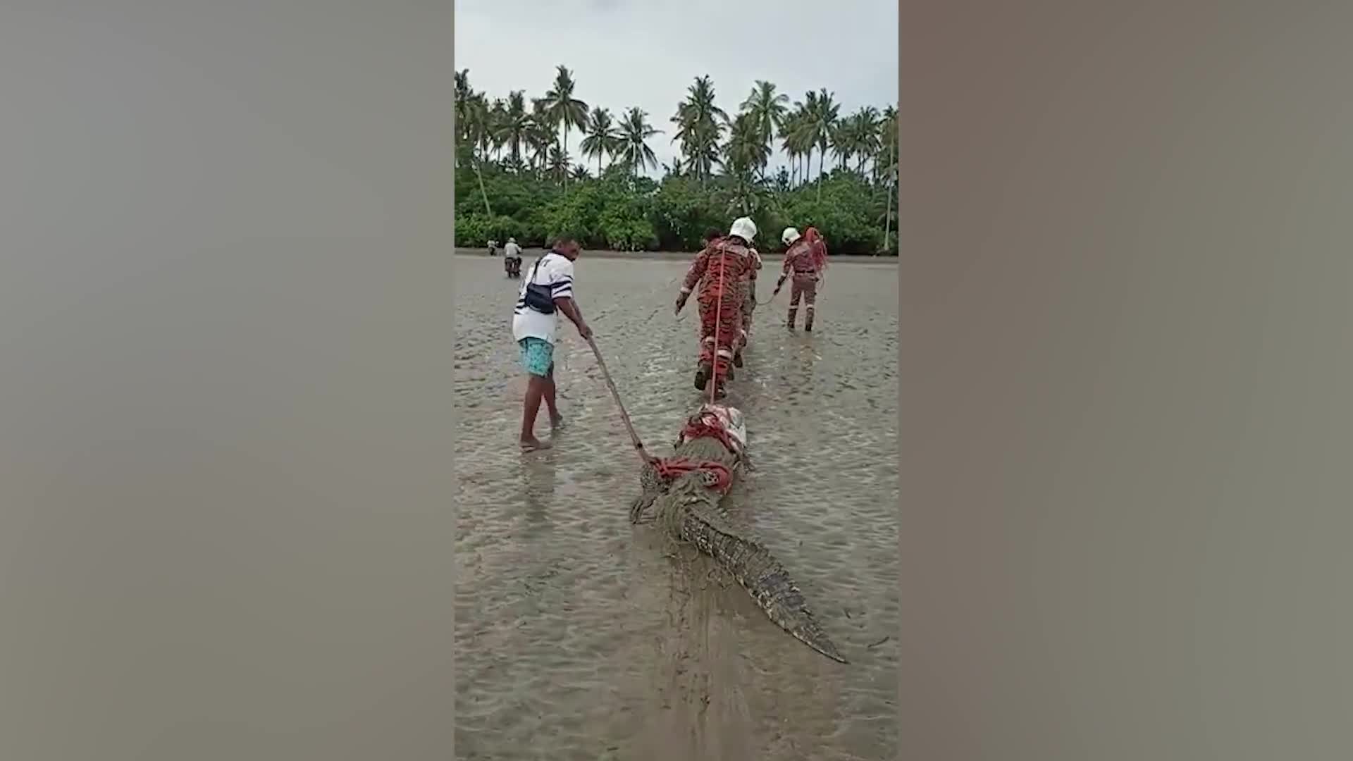 Video - Clip: Lính cứu hỏa kéo một con cá sấu khổng lồ qua một bãi biển