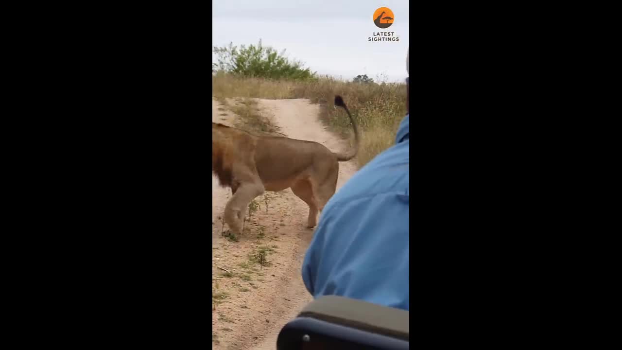 Video - Clip: Rắn hổ mang chạm trán sư tử ở giữa đường và cái kết đầy bất ngờ