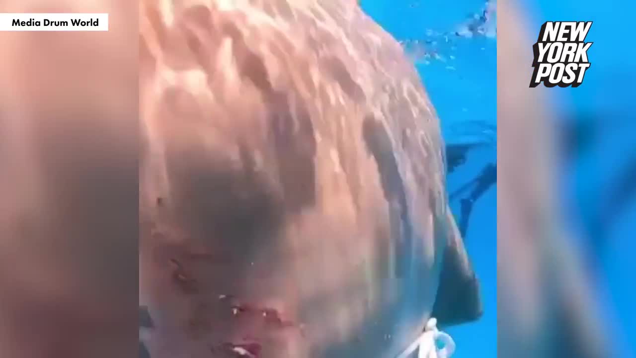 Video - Clip: Đang lặn biển, cô gái bị cá mập nặng gần 100kg cắn vào lưng