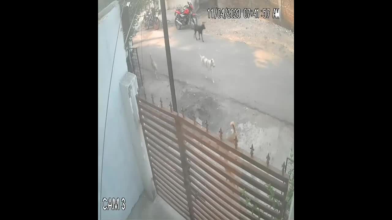 Video - Clip: Bé trai bị chó hoang tấn công kinh hoàng trên đường và cái kết