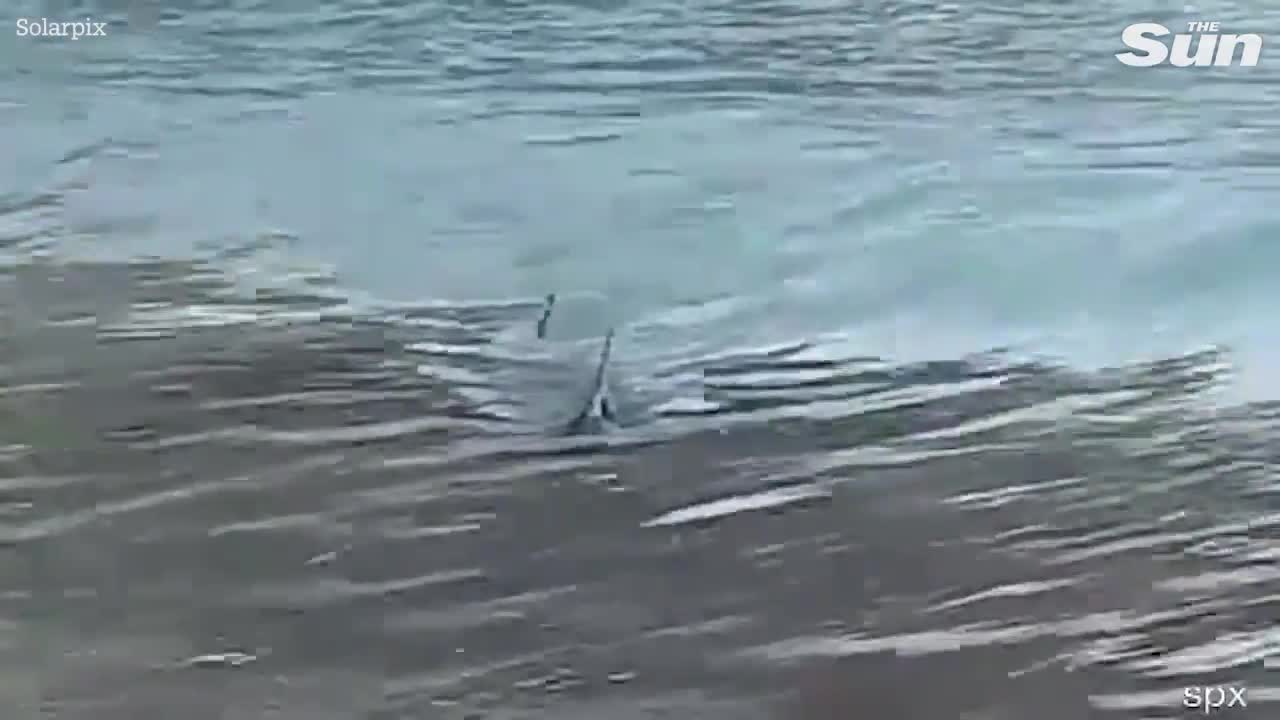 Video - Clip: Phát hiện cá mập bơi dạt vào bờ biển nổi tiếng, gây hoang mang (Hình 2).