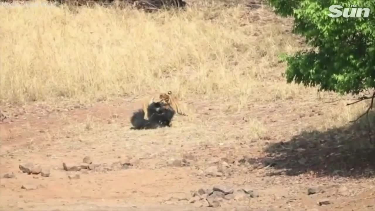 Video - Clip: Bị quật ngã, gấu lợn phản đòn cắn trả hổ Bengal và cái kết