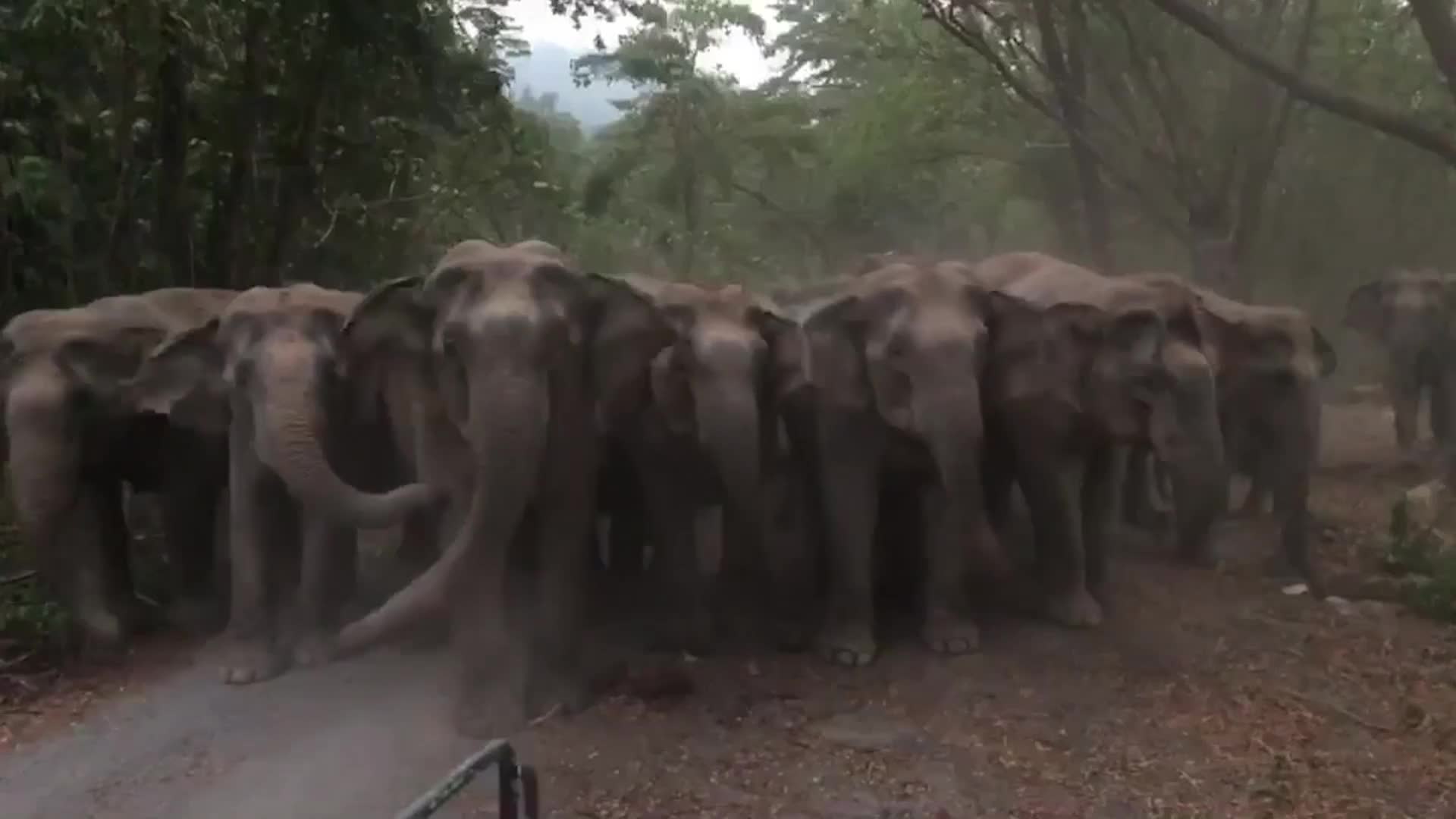 Video - Clip: Khoảnh khắc lực lượng kiểm lâm dũng cảm chặn đàn voi vào làng tìm thức ăn