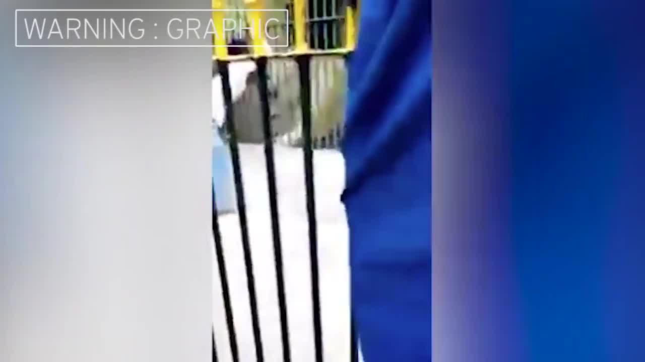 Video - Clip: Kinh hoàng cảnh người đàn ông suýt bị sư tử trắng ngoạm mất tay