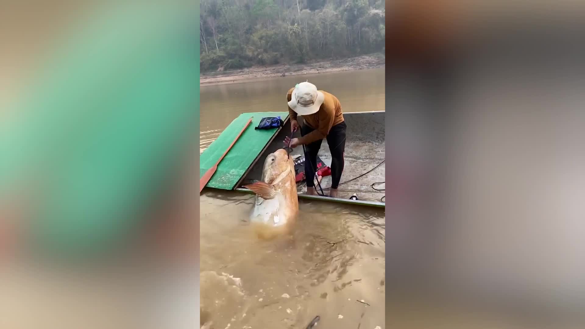 Video - Clip: Ngư dân vật lộn, lôi con cá 'khủng' nặng 135 kg lên thuyền
