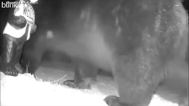 Video - Clip: Khoảnh khắc đáng sợ khi một con gấu khổng lồ đột nhập nhà dân
