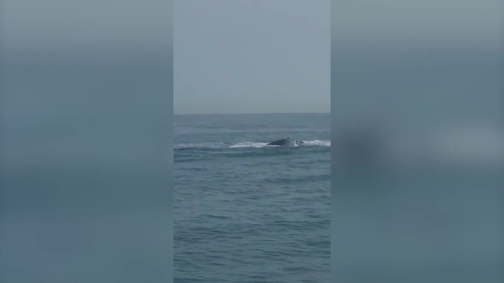 Video - Clip: Cá voi lưng gù bất ngờ xuất hiện khiến thợ lặn vô cùng kinh ngạc 