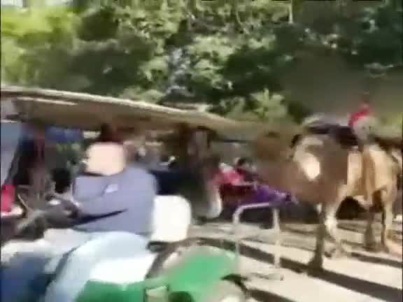 Video - Clip: Bị lạc đà cắn chân, bé gái sợ hãi kêu la thảm thiết và cái kết