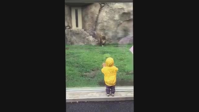 Video - Clip: Sư tử đực điên cuồng lao tới vồ bé trai qua lớp kính và cái kết 