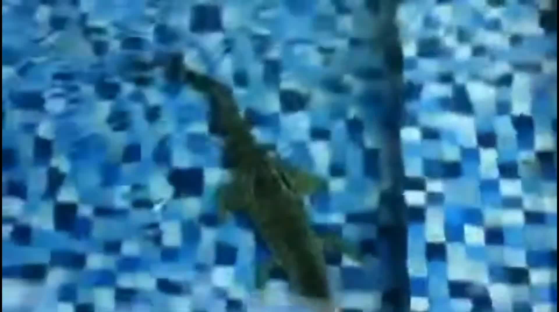 Video - Clip: Cá sấu hoang dã ẩn nấp trong hồ bơi của nhà dân