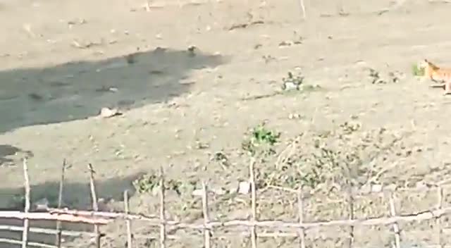 Video - Clip: Hổ xuất hiện trong khu dân cư tấn công gia súc và cái kết bất ngờ