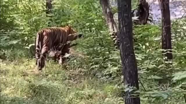 Video - Clip: Hổ đực đứng thẳng hai chân rồi lao vào đánh nhau dữ dội