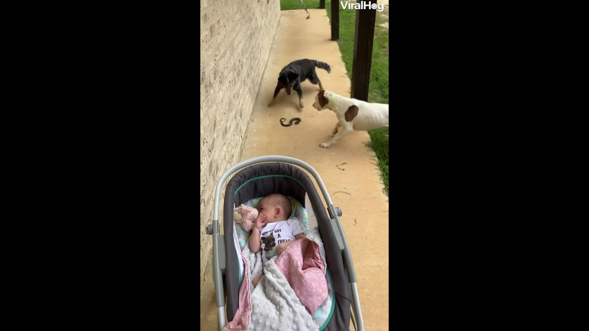 Video - Clip: Xuất hiện sự cố đáng sợ khi đàn chó chiến đấu với rắn để bảo vệ em bé 