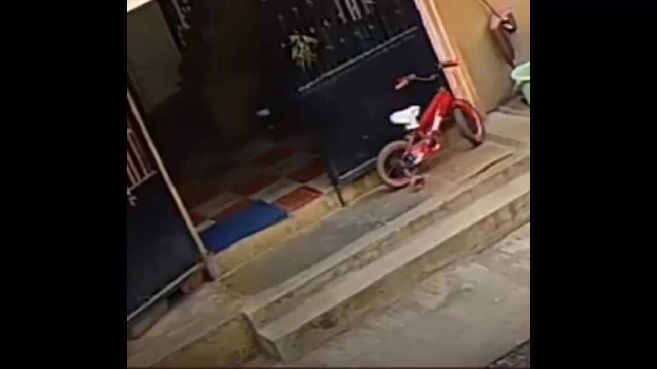 Video - Clip: Cậu bé suýt giẫm phải rắn hổ mang và diễn biến thót tim phía sau