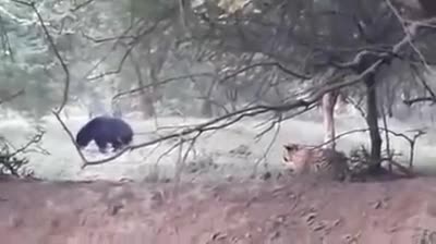 Video - Clip: Lao ra vồ gấu 'khủng', hổ dữ bị con mồi đuổi đánh tơi tả
