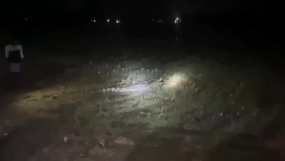 Video - Clip: Nông dân ở Ấn Độ phát hiện cá sấu khi ra đồng lúc đêm tối
