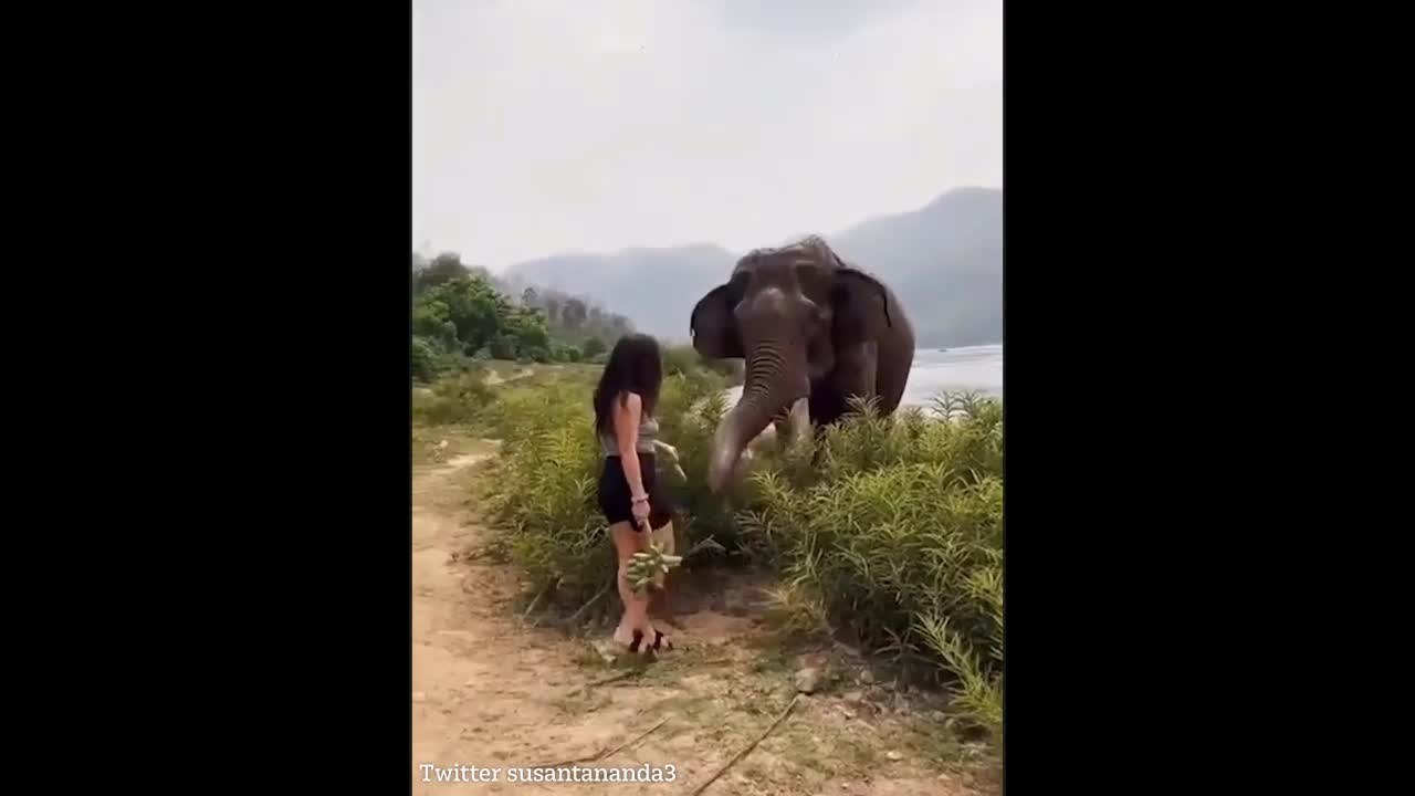 Video - Clip: Giả vờ cho voi ăn, người phụ nữ nhận cái kết kinh hoàng