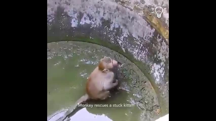 Video - Clip: Khỉ cứu mèo con mắc kẹt trong giếng làm tan chảy trái tim người