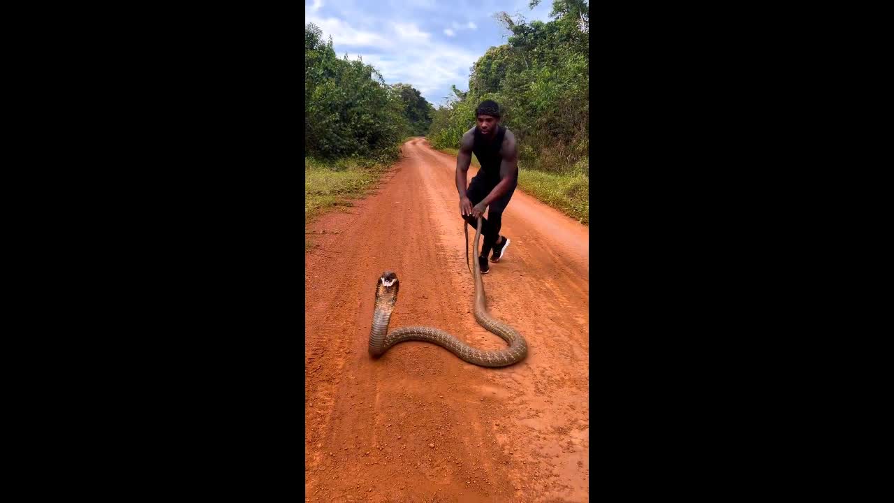 Video - Clip: Nam thanh niên thoát cú cắn của rắn hổ mang chúa trong gang tấc