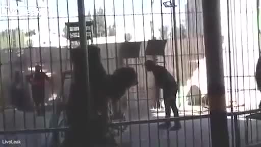 Video - Clip: Sư tử nổi điên lao tới vồ huấn luyện viên ngay trong rạp xiếc