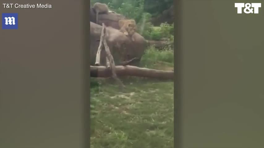 Video - Clip: Sư tử rình rập, điên cuồng vồ bé gái qua lớp cửa kính