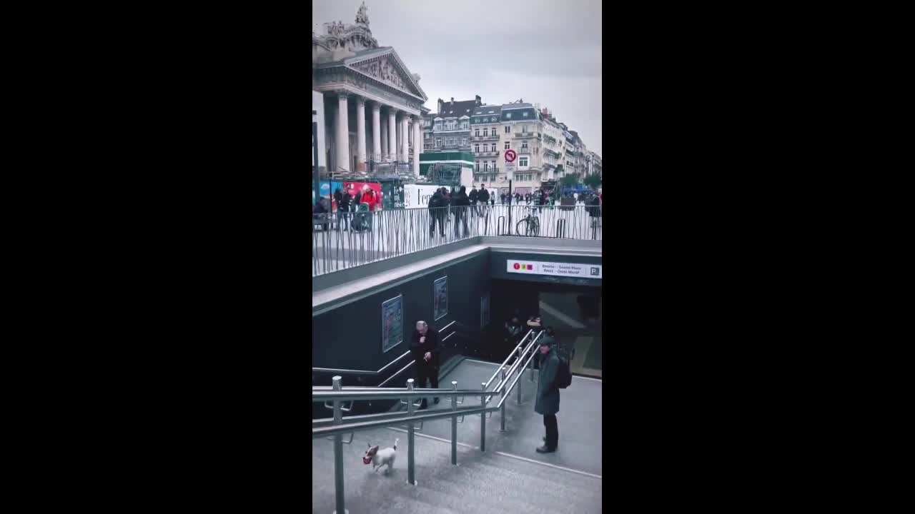 Video - Clip chú chó chơi đùa một mình làm tan chảy nhiều trái tim