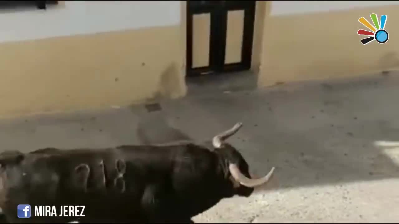 Video - Clip: Bò tót điên cuồng tấn công, húc văng người đàn ông trên phố