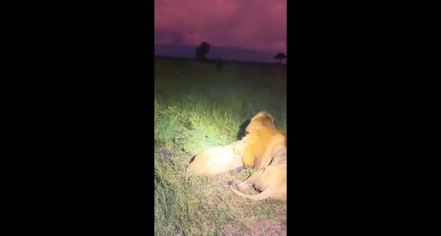 Video - Clip: Đàn trâu kéo đến uy hiếp, cướp lại con non từ vuốt sư tử