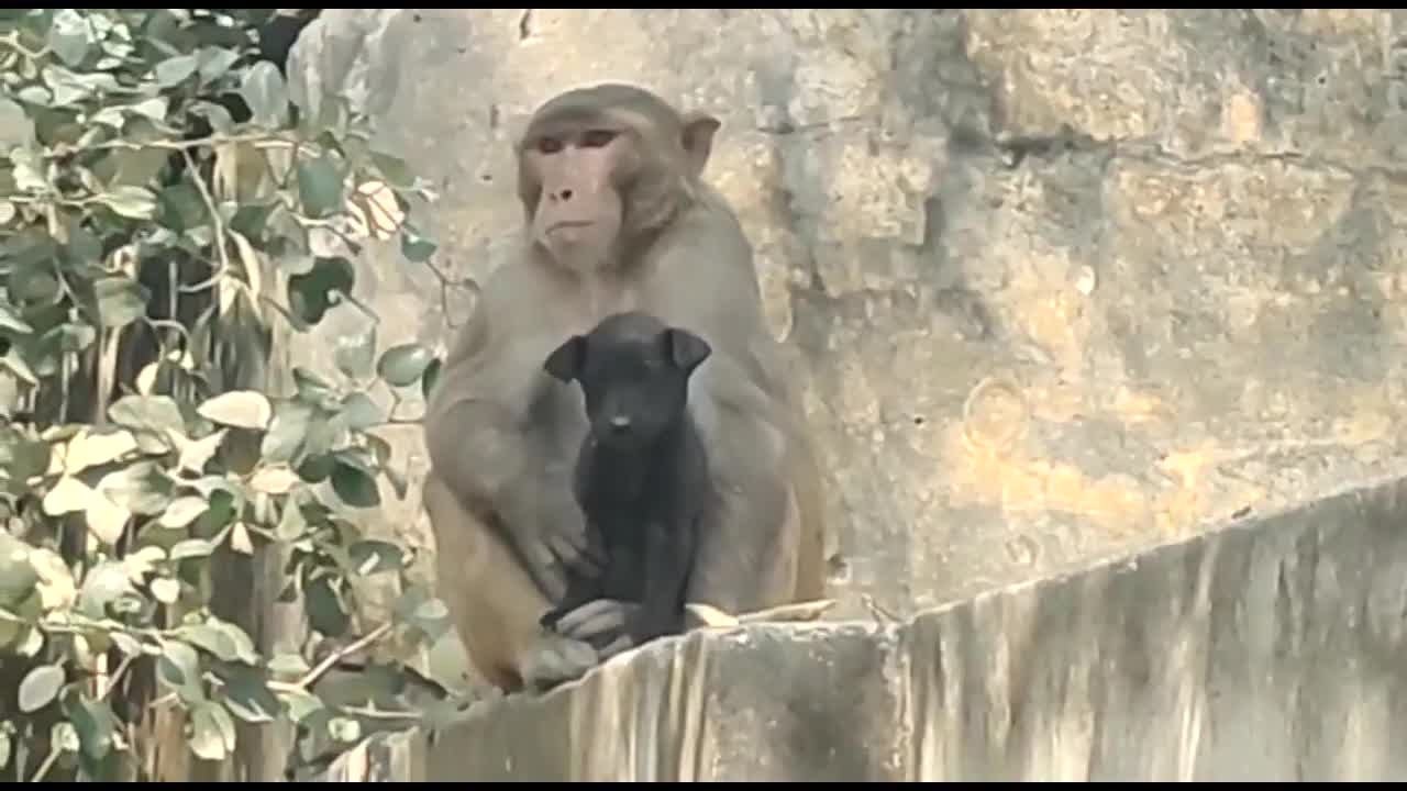 Video - Clip: Khỉ hoang 'nhận nuôi' chó con và lý do cảm động phía sau